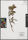 Foto von Salix phylicifolia L.